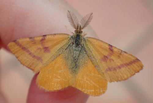 Réf. 191 025 : Lythria purpuraria